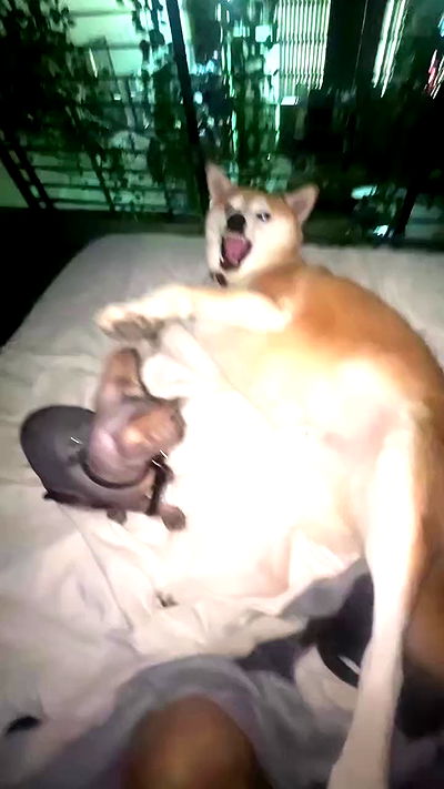 zommmbri zommmbri archive video