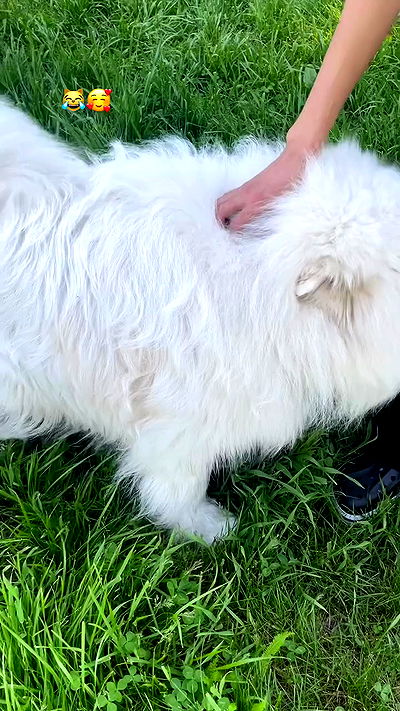 ninja.vi ninja.vi archive video