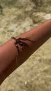 noa_mendel_ Altpins Profile Picture