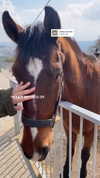 hagarschubert Altpins Profile Picture