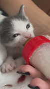 ilana_kotlovker Altpins Profile Picture