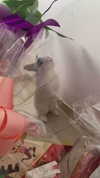 ilana_kotlovker Altpins Profile Picture