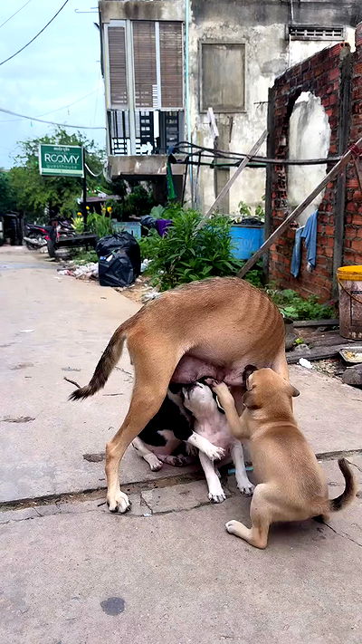 kesemgreenyer kesemgreenyer archive video