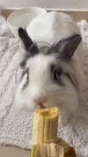 ilana_kotlovker Altpins Profile Picture