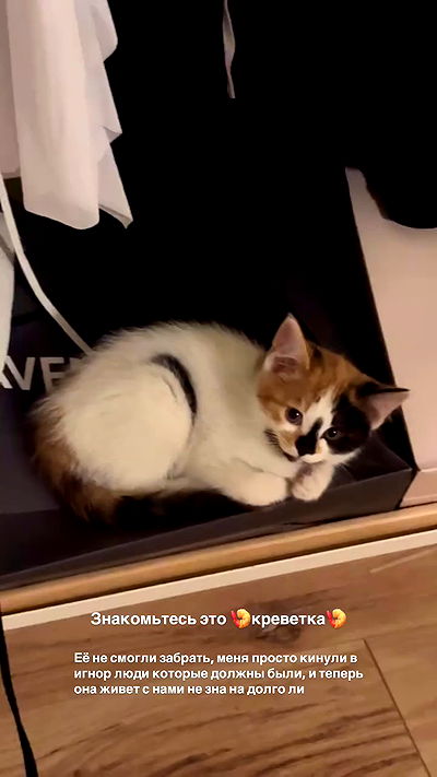 annfigma annfigma archive video