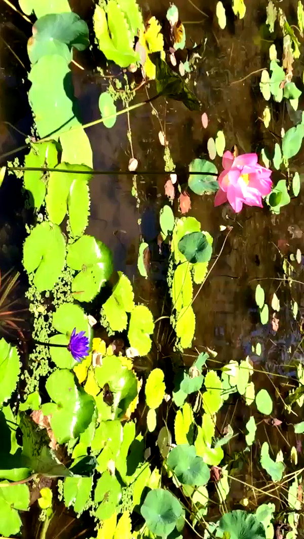 katie_westwood archive video preview