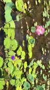 katie_westwood Altpins Profile Picture