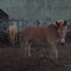 alenittta Altpins Profile Picture
