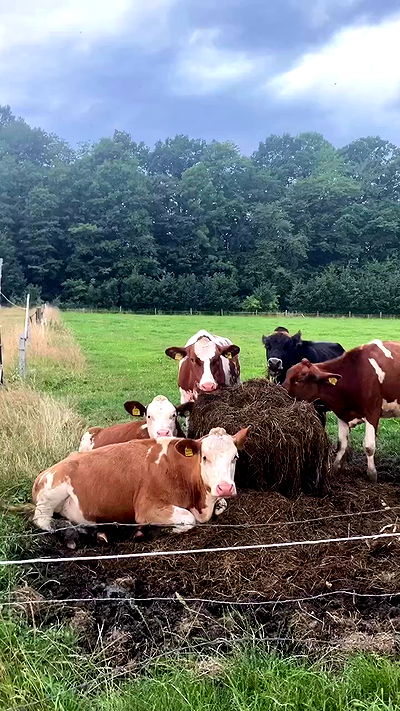 noa_zemlyanski noa_zemlyanski archive video