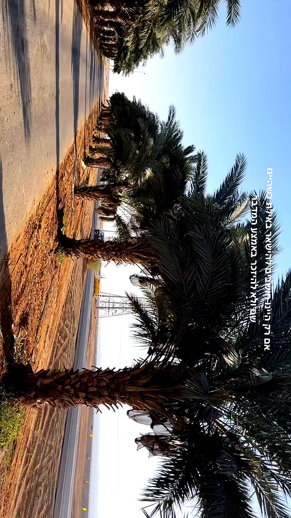 naama_gabbay archive video preview