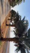 naama_gabbay Altpins Profile Picture