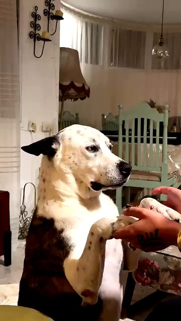 romy_ayalla_lavi archive video preview