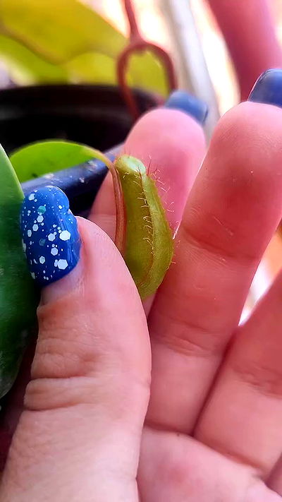 1justsabi 1justsabi archive video