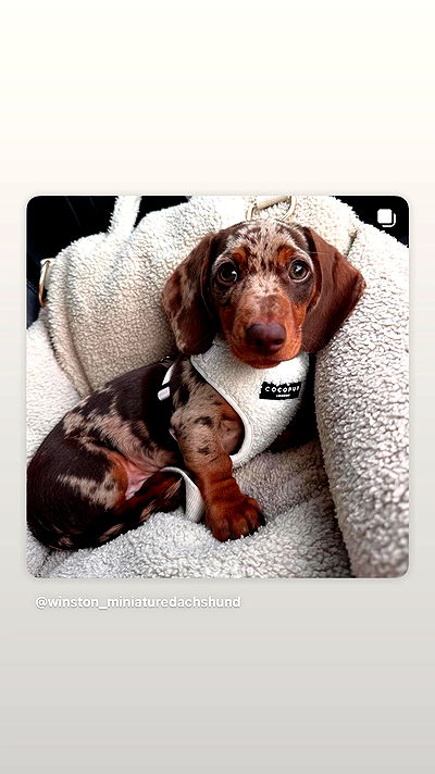 _._dianush._ _._dianush._ archive video