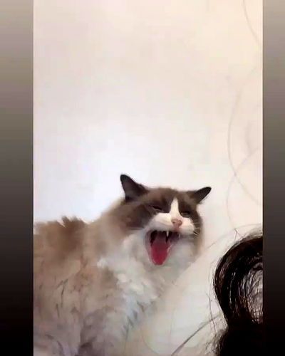 simp_for_cats_ simp_for_cats_ archive video