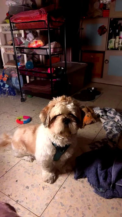 _._dianush._ _._dianush._ archive video