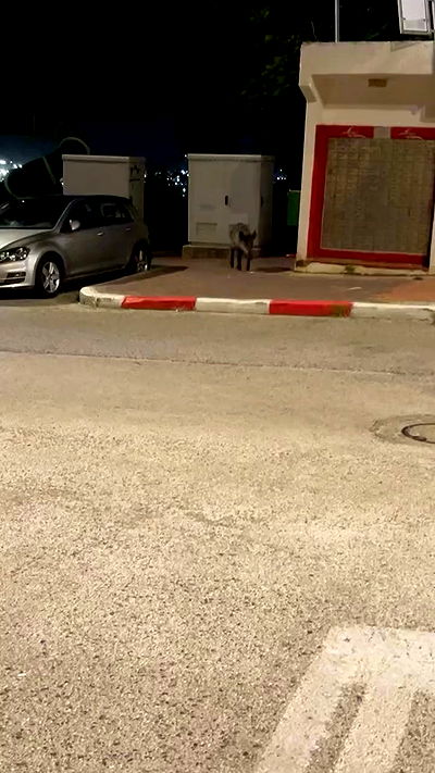 yannaidebeer yannaidebeer archive video