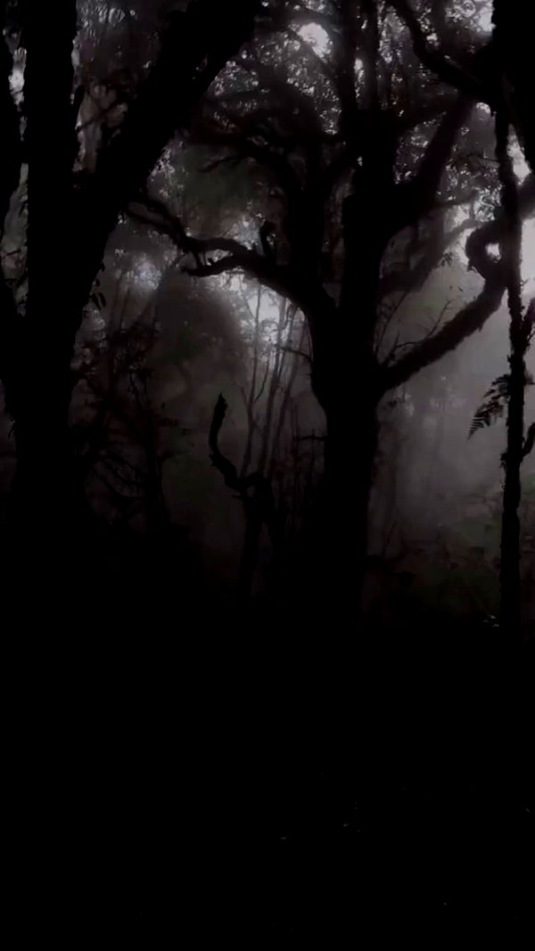 quincymood archive video preview