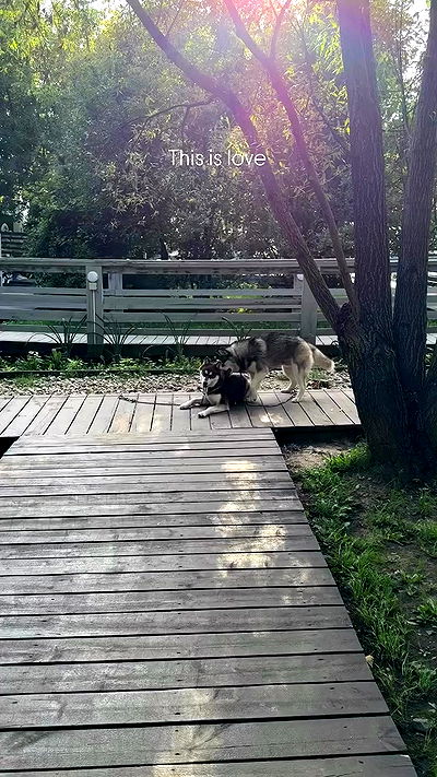 ninja.vi ninja.vi archive video