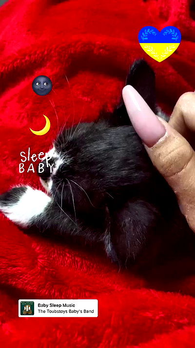 rebecka_tsadok rebecka_tsadok archive video