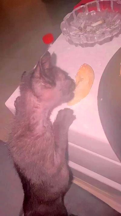 rebecka_tsadok rebecka_tsadok archive video