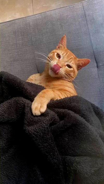 rebecka_tsadok rebecka_tsadok archive video