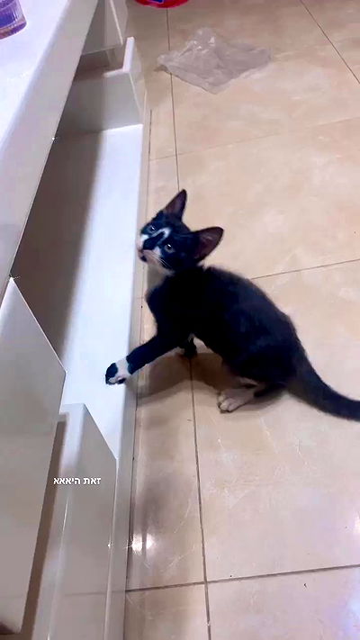 rebecka_tsadok rebecka_tsadok archive video