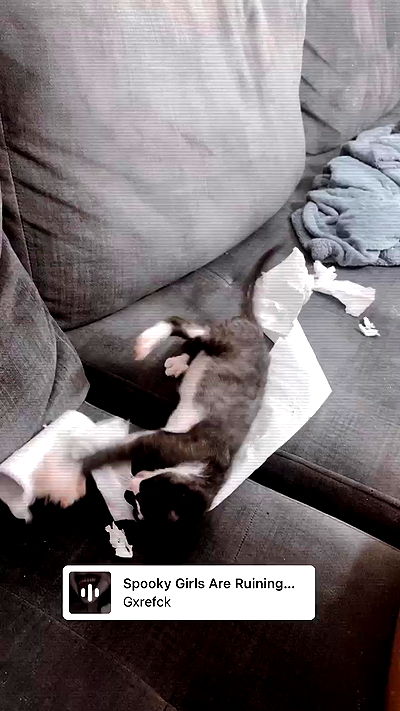 rebecka_tsadok rebecka_tsadok archive video