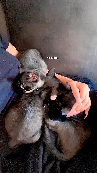 rebecka_tsadok rebecka_tsadok archive video