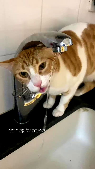 rebecka_tsadok rebecka_tsadok archive video