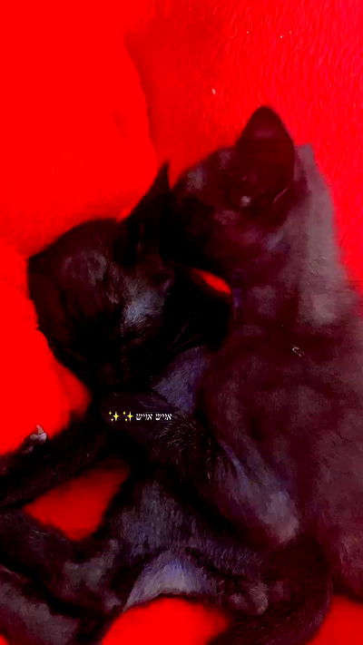 rebecka_tsadok rebecka_tsadok archive video