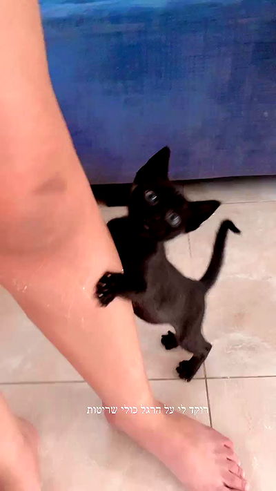 rebecka_tsadok rebecka_tsadok archive video