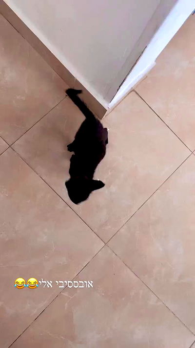 rebecka_tsadok rebecka_tsadok archive video