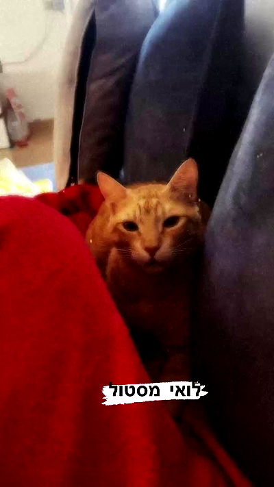 rebecka_tsadok rebecka_tsadok archive video