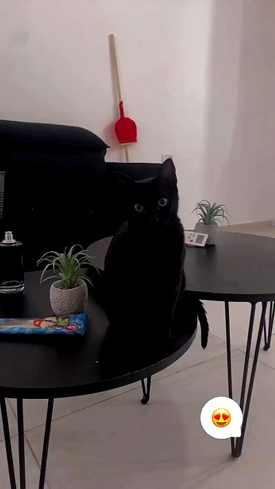 rebecka_tsadok rebecka_tsadok archive video