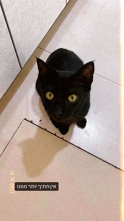 rebecka_tsadok rebecka_tsadok archive video