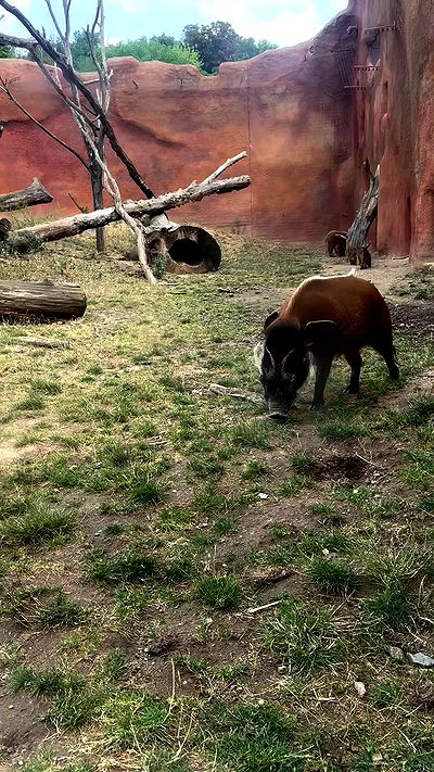 shelly_.mor shelly_.mor archive video