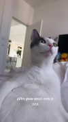 lisush_9 Altpins Profile Picture