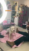shirpolani Altpins Profile Picture