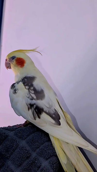 tinapavlov.sky tinapavlov.sky archive video