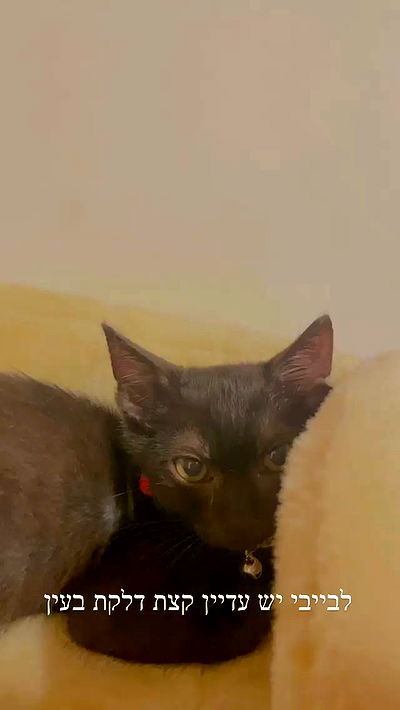 feelbetterinmysweater feelbetterinmysweater archive video