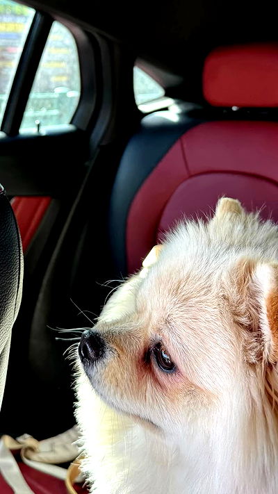 tair_alon tair_alon archive video