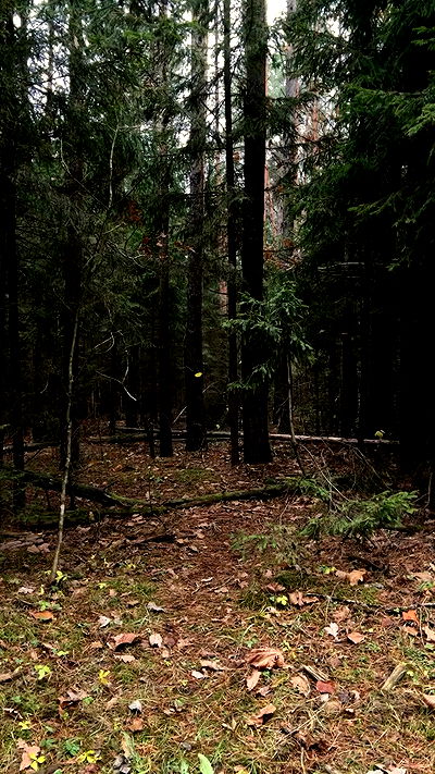 quincymood quincymood archive video