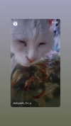 natahalieeee Altpins Profile Picture