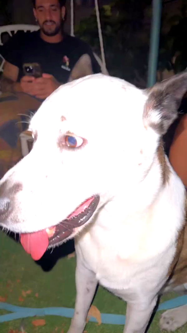 romy_ayalla_lavi archive video preview