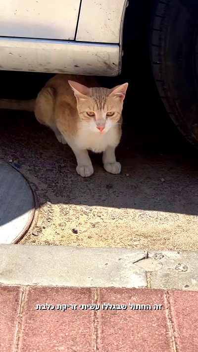 biton__adi biton__adi archive video