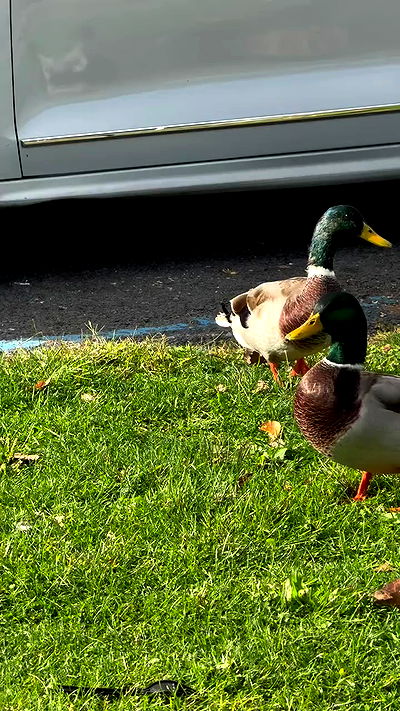 biton__adi biton__adi archive video