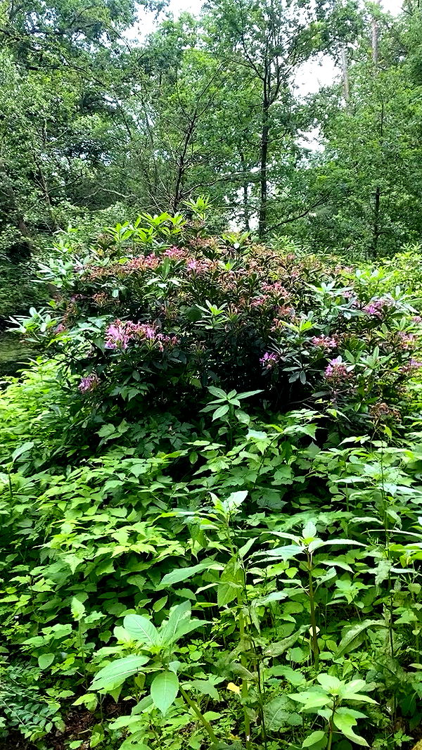 yam_adler archive video preview