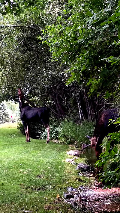 carolinezalog carolinezalog archive video