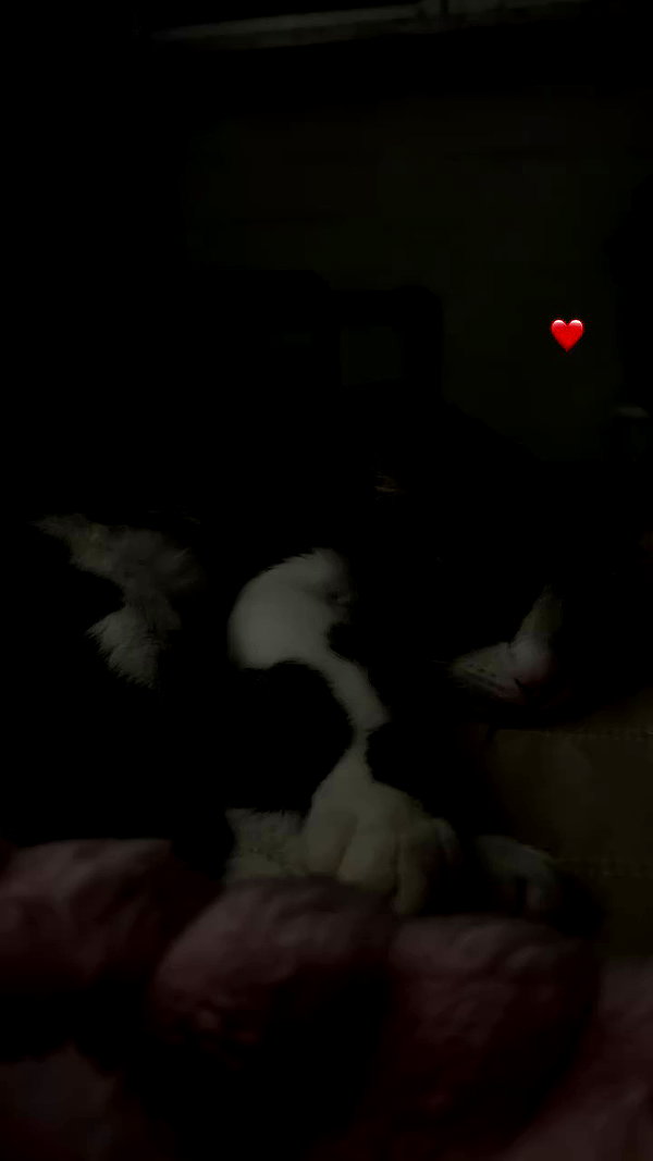 tori_t96 archive video preview